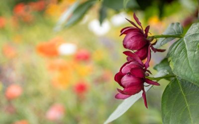 30. marec 2026: Venera vstopi v Bika