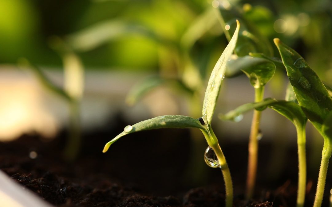 7. marec 2026: Sonce v konjunkciji z Merkurjem