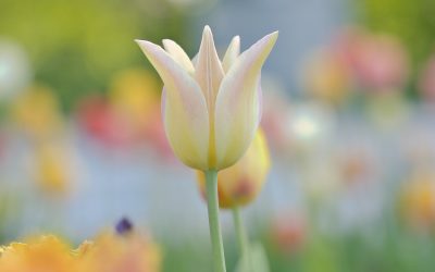 Astrologija aprila 2026