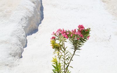 9. april 2026: Mars vstopi v Ovna